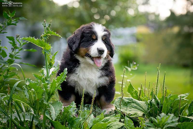 Собаки в Волоколамске: Бернский Зенненхунд, питомник РКФ. Девочка, Бесплатно - фото 4
