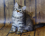 Кошки в Ливны: Сибирские котята, 5 000 руб. - фото 2