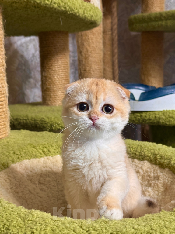 Кошки в Владимире: Золотая шиншилла девочка Девочка, 30 000 руб. - фото 2