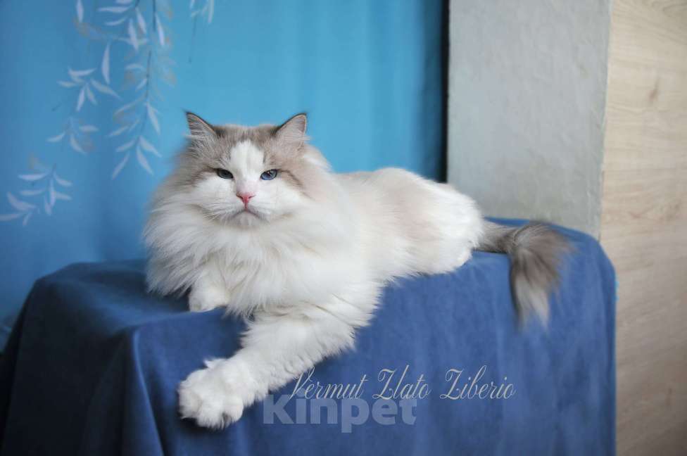 Кошки в Москве: Молодой мужчина Вермут. Мальчик, 10 000 руб. - фото 3