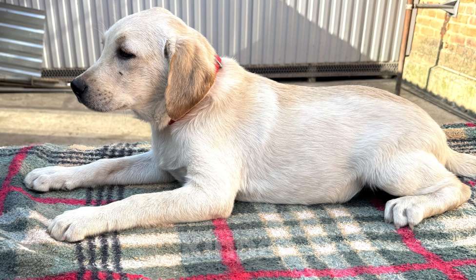 Собаки в Краснодаре: Щенки лабрадора палевые ркф  Девочка, 25 000 руб. - фото 3