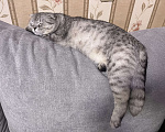 Кошки в Екатеринбурге: Стеша  Девочка, Бесплатно - фото 2
