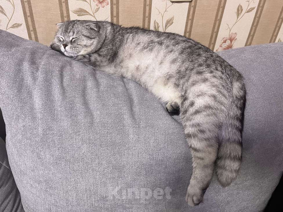 Кошки в Екатеринбурге: Стеша  Девочка, Бесплатно - фото 2