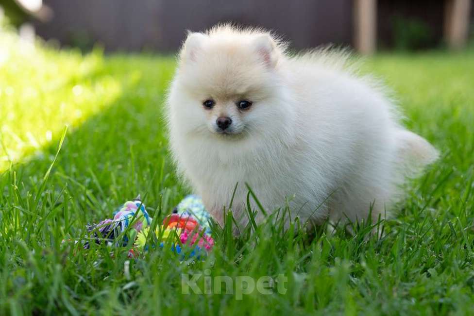Собаки в других городах Московской области: Мальчик Тишка Мальчик, 30 000 руб. - фото 7