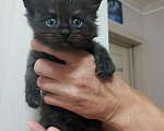 Кошки в Соколе: Продажа котёнка Девочка, 30 000 руб. - фото 2