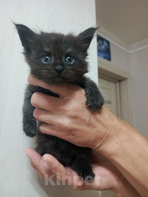 Кошки в Соколе: Продажа котёнка Девочка, 30 000 руб. - фото 2
