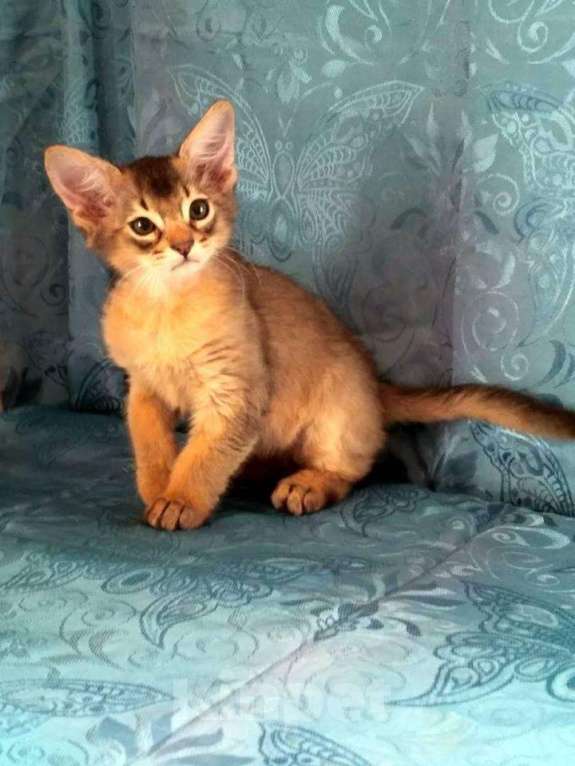 Кошки в Самаре: котята, 25 000 руб. - фото 1