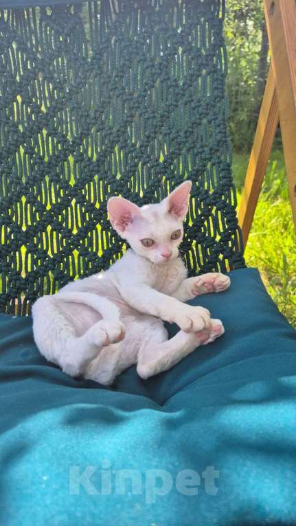Кошки в Москве: Девон рекс -белый малыш Мальчик, 50 000 руб. - фото 4