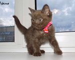 Кошки в Москве: Бомбейские котята Девочка, 15 000 руб. - фото 6