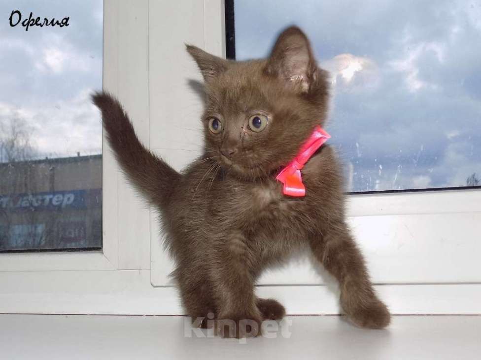 Кошки в Москве: Бомбейские котята Девочка, 15 000 руб. - фото 6