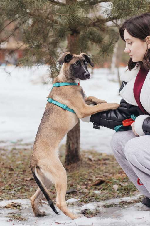 Собаки в Москве: Кэсси — невероятная малышка ищет дом Девочка, Бесплатно - фото 5