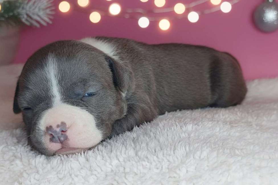 Собаки в Хабаровске: Красивая девочка голубого окраса  Девочка, 100 000 руб. - фото 3