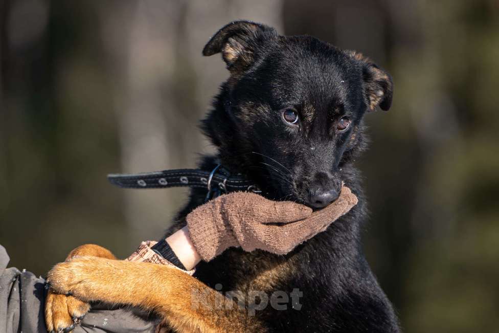 Собаки в Клине: Дейзи — позитивная собачка Девочка, Бесплатно - фото 8