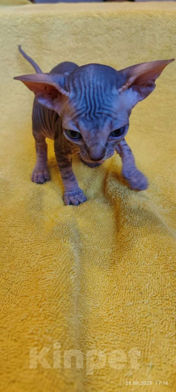 Кошки в Москве: Мистический котёнок канадского сфинкса Мальчик, 50 000 руб. - фото 5