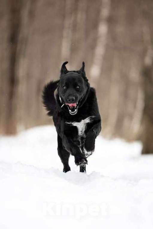 Собаки в Москве: Чёрный богатырь Макс в добрые руки. Мальчик, Бесплатно - фото 5