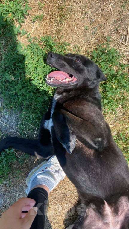 Собаки в других городах Краснодарского края: Метис паттердейл терьера по версии Яндекс в дар Девочка, Бесплатно - фото 6