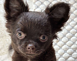 Собаки в Зеленоградске: Шоколадная девочка чихуахуа Девочка, 45 000 руб. - фото 1