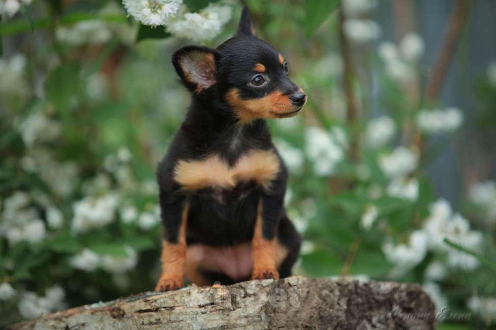 Собаки в Москве: Пражский крысарик девочка Девочка, 90 000 руб. - фото 2