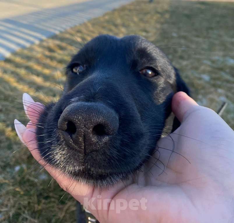 Собаки в Ростове-на-Дону: РОККИ СРОЧНО ИЩЕТ ДОМ Мальчик, Бесплатно - фото 7