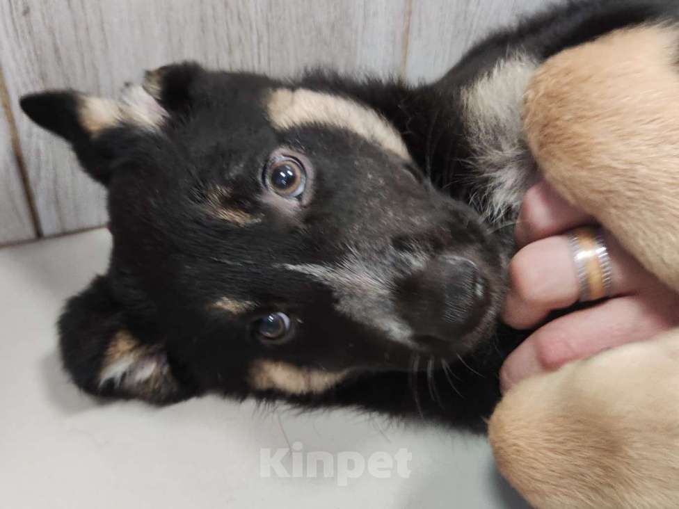 Собаки в Москве: Щенок Смешнявкин. Милота в поисках дома Мальчик, Бесплатно - фото 2