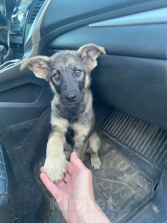 Собаки в Москве: Щенок-мальчик ищет дом Мальчик, Бесплатно - фото 2