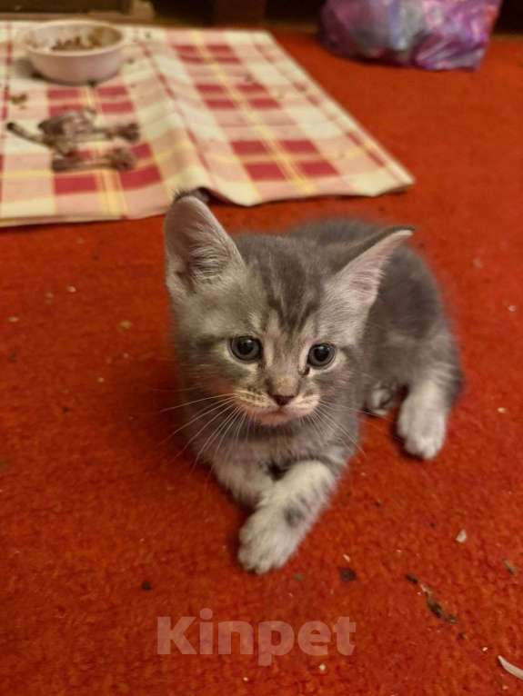 Кошки в Москве: Шотландская вислоухая кошка котенок Мальчик, 15 000 руб. - фото 3