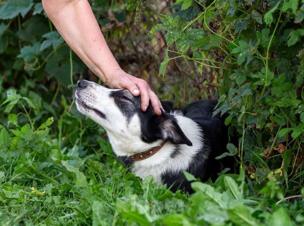 Собаки в Москве: Друг в добрые руки Мальчик, Бесплатно - фото 8
