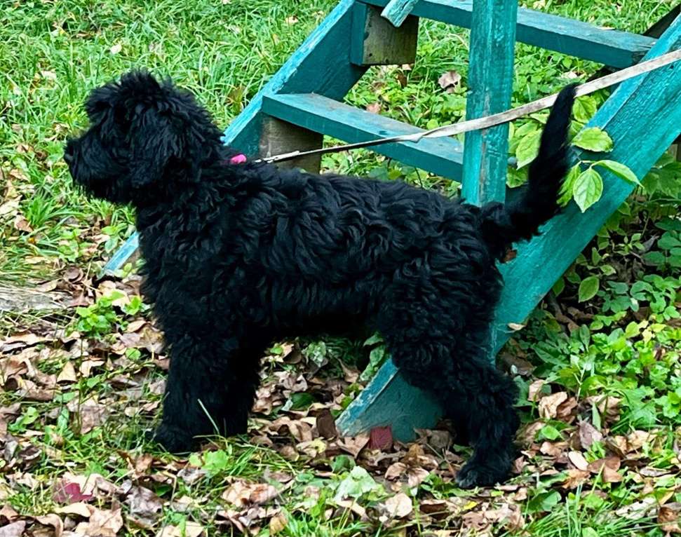 Собаки в Санкт-Петербурге: Продается щенок Русского черного терьера Девочка, 50 000 руб. - фото 1