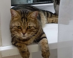 Кошки в Томске: Ищем новых хозяев Мальчик, Бесплатно - фото 2