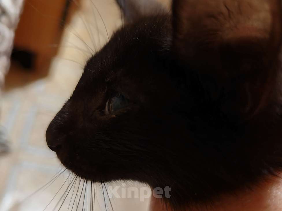 Кошки в Санкт-Петербурге: Уголёк на счастье! Мальчик, Бесплатно - фото 6