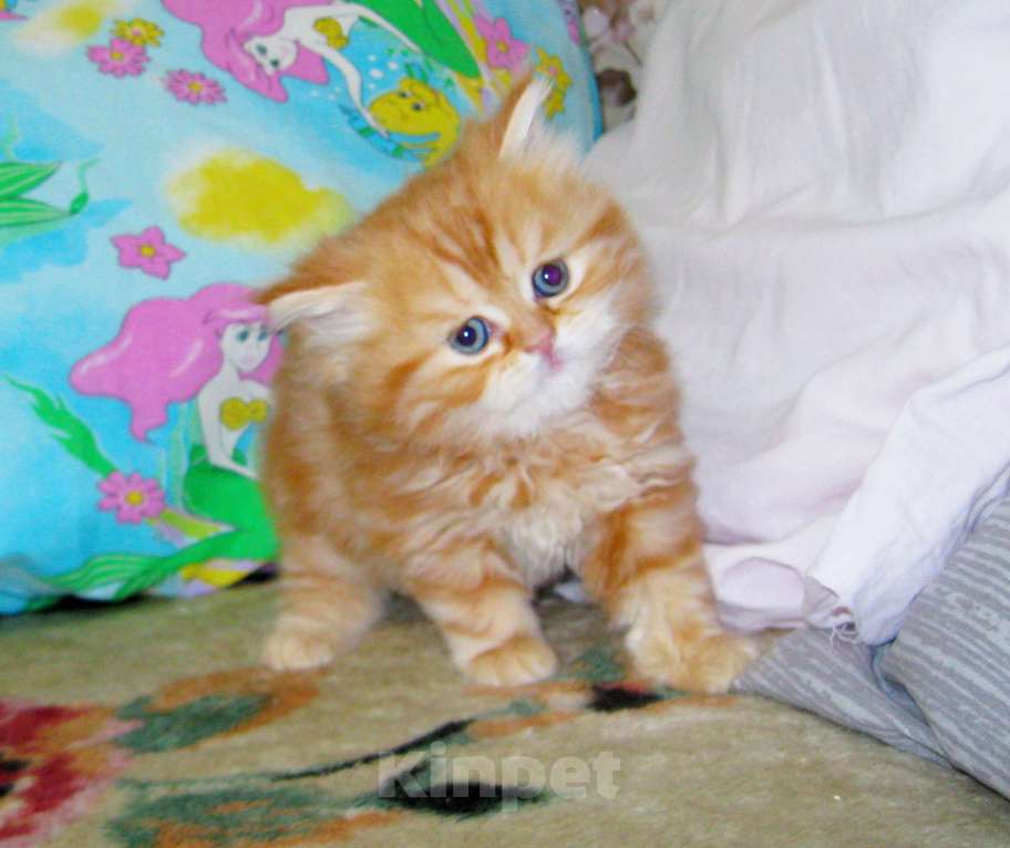 Кошки в Ставрополе: Красный мраморный хайленд Девочка, 25 000 руб. - фото 1