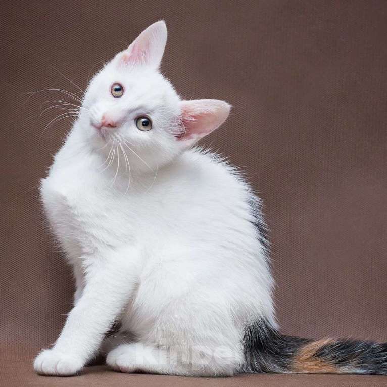 Кошки в Москве: Маленькая Мадам Бровкина Девочка, Бесплатно - фото 4