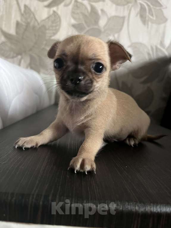 Собаки в Томске: Продам чихуахуа щенок  Мальчик, 25 000 руб. - фото 2
