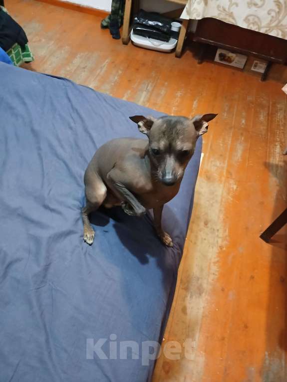 Собаки в Горячем Ключе: Ищу невесту Мальчик, 1 700 000 руб. - фото 1