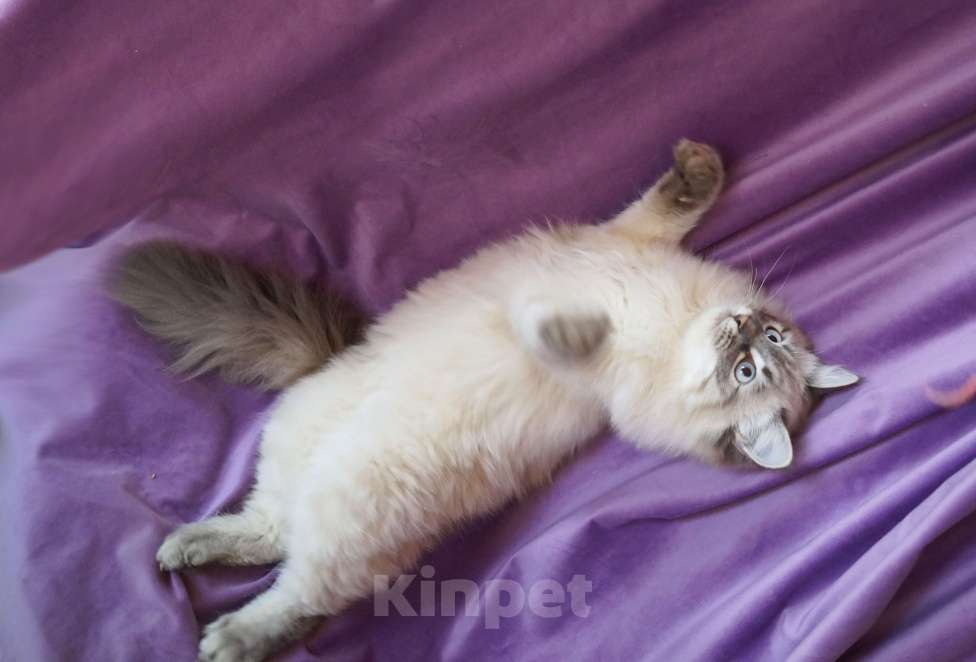 Кошки в Краснодаре: Невская маскарадная котенок Амур в окрасе блю биколор поинт Мальчик, 35 000 руб. - фото 5