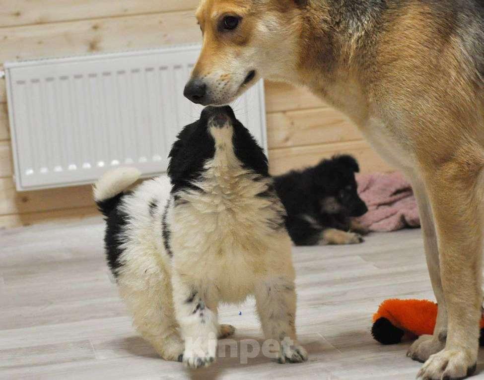 Собаки в Лосином-Петровском: Сандра,якутенок ппбж Девочка, Бесплатно - фото 9