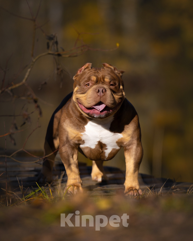Собаки в Санкт-Петербурге: Щенок Американский булли покет Мальчик, 150 000 руб. - фото 9