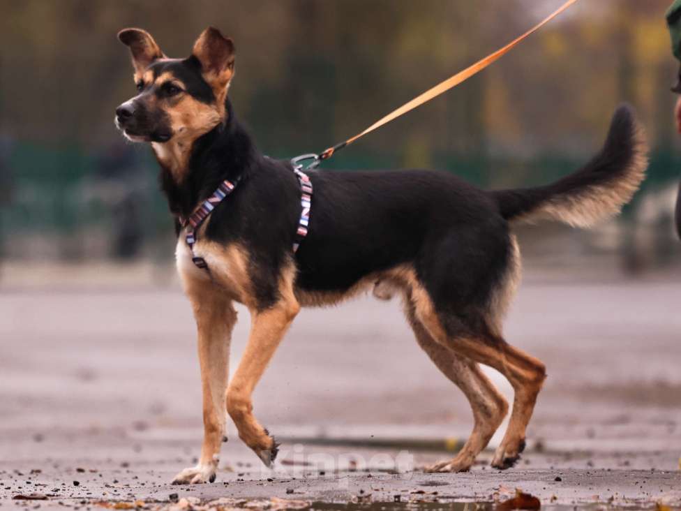 Собаки в Москве: Молодой пес в добрые руки Мальчик, Бесплатно - фото 8