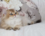 Кошки в Москве: Длинношерстный котенок Девочка, 80 000 руб. - фото 1