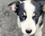 Собаки в Пензе: Дворняге Максу нужен дом Мальчик, 5 руб. - фото 2