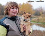 Собаки в Москве: щенки сиба ину (шиба ину) Мальчик, 30 000 руб. - фото 9