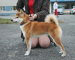 Собаки в Тобольске: Вязка, 32 000 руб. - фото 2