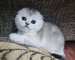 Кошки в Краснодаре: Шотландская вислоухая Девочка, 8 000 руб. - фото 1