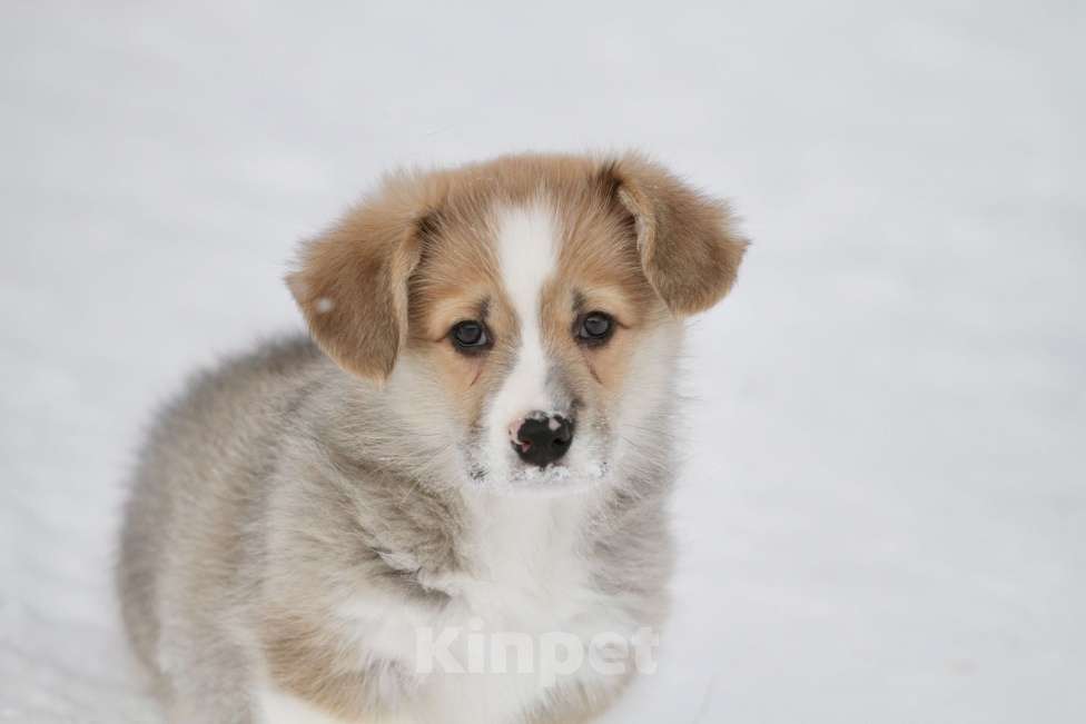 Собаки в Москве: Вельш корги пемброк Девочка, 50 000 руб. - фото 4