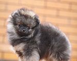 Собаки в Москве: Щенки немецкого миниатюрного  шпица Мальчик, 30 000 руб. - фото 2