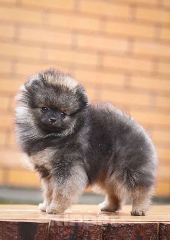 Собаки в Москве: Щенки немецкого миниатюрного  шпица Мальчик, 30 000 руб. - фото 2