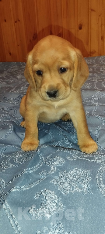 Собаки в других городах Владимирской области: Метис лабрадора и русского охотничьего спаниеля  Девочка, 5 000 руб. - фото 2