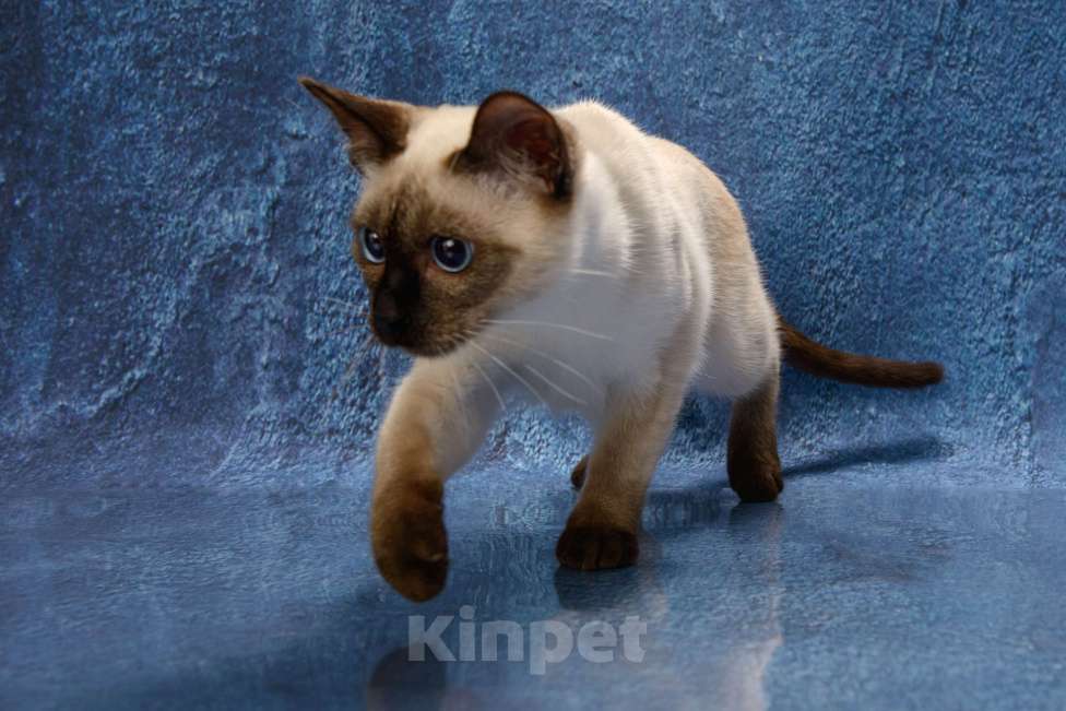 Кошки в Хабаровске: Тайский котик Мальчик, 45 000 руб. - фото 9