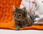 Кошки в Люберцах: Ищут дом два прекрасных которебенка Девочка, 1 руб. - фото 9