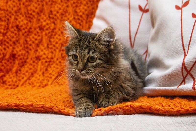 Кошки в Люберцах: Ищут дом два прекрасных которебенка Девочка, 1 руб. - фото 9